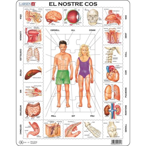 Cuerpo humano catalán