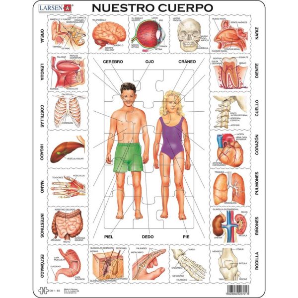 Cuerpo humano castellano